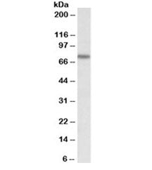 Western blot testing of NIH3T3 lysate with KEAP1 antibody at 0.2ug/ml. Predicted molecular weight ~7