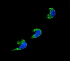 CYP1A2 Antibody