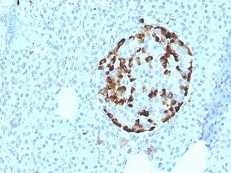 IHC staining of FFPE human pancreatic tissue with VDBP antibody (clone VDBP/4481) at 2ug/ml in PBS f