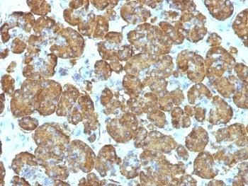 Cytochrome C Antibody