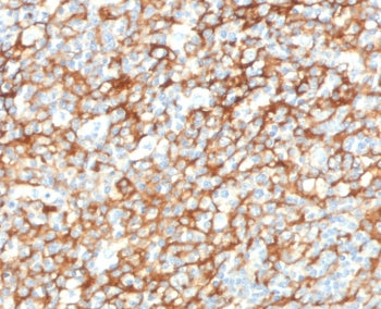 CD73 Antibody