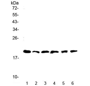 Il-10 Antibody