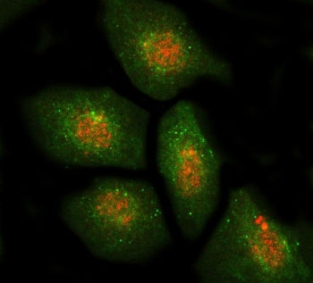 DBF4 Antibody