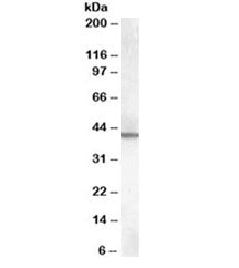 Western blot testing of mouse brain lysate with ABHD12 antibody at 0.3ug/ml. Predicted molecular wei