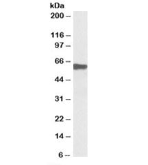 Myotilin Antibody
