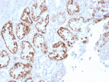 IHC staining of FFPE human kidney with RBP4 antibody. HIER: boil tissue sections in pH 9 10mM Tris w