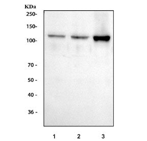Smoothelin Antibody