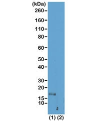 H3K56me1 Antibody / Monomethyl Histone H3 Lysine 56