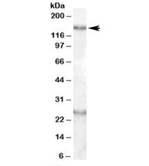 KIAA0319 Antibody