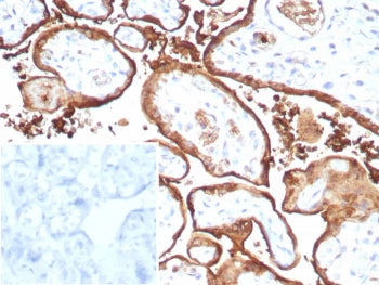 S100P Antibody / MIG9