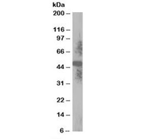 Western blot testing of human placenta lysate with TXNDC5 antibody at 0.1ug/ml. Predicted molecular 