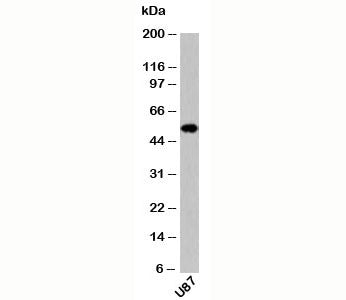 Neurotensin Receptor 2 Antibody