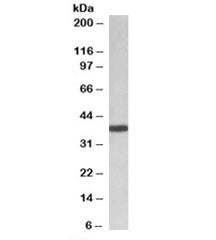 Western blot testing of HeLa lysate with PCBP1 antibody at 0.01ug/ml. Predicted molecular weight: ~3