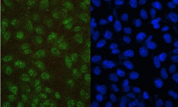 PAX5 Antibody