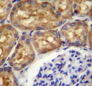 ASS1 Antibody