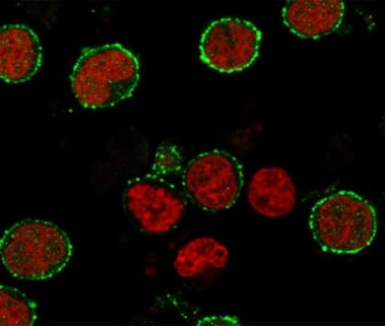 Immunofluorescent staining of human MOLT4 cells with CD6 antibody (clone CDLA6-2R, green) and Reddot