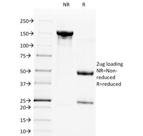 CD28 Antibody