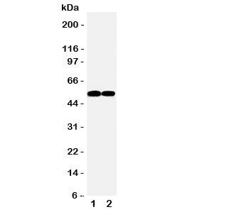 FLI1 Antibody