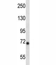 Ikbke Antibody