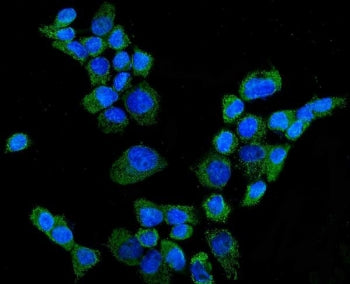 CYP27A1 Antibody