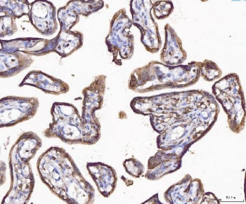 IHC staining of FFPE human placental tissue with Annexin IV antibody. HIER: boil tissue sections in 