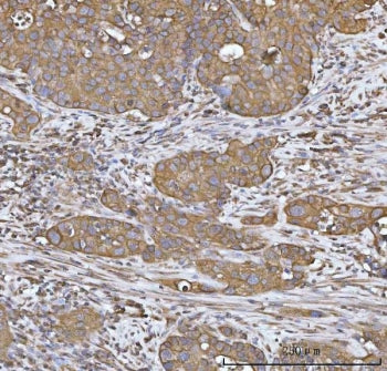 HO-2 Antibody / Heme oxygenase 2 / HMOX2