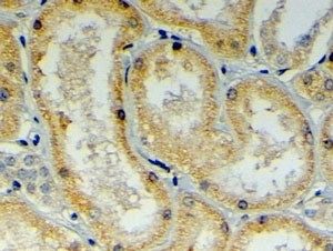 IHC testing of FFPE human kidney with DNAJB9 antibody at 4ug/ml. HIER: steamed with pH6 citrate buff