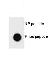 PTEN Antibody (phospho-S385)