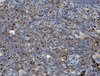 GRB10 Antibody