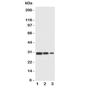 TRAF2 Antibody