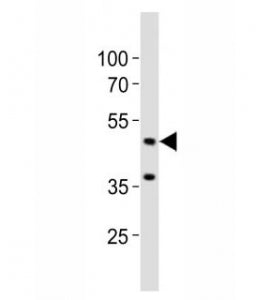 Western blot analysis of lysate from mouse brain tissue lysate using Eed antibody diluted at 1:1000.