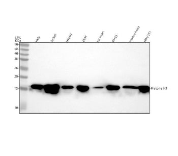 Western blot analysis of Histone H3 using Histone H3 (mono methyl K36) antibody. Lane 1: human Hela 