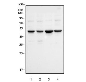 Western blot testing of human 1) HeLa, 2) K562, 3) A549 and 4) Caco-2 cell lysate with Cyclin E1 ant