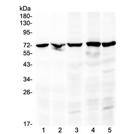 Raf1 Antibody / c-Raf