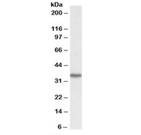 Western blot testing of human kidney lysate with DDAH1 antibody at 0.03ug/ml. Expected molecular wei