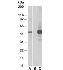 Western blot of HEK293 lysate overexpressing human COPS3-FLAG probed with COPS3 antibody (1ug/ml) in
