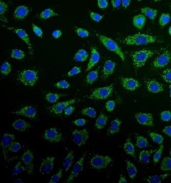 Immunofluorescent staining of FFPE human A549 cells with Peroxiredoxin 3 antibody (green) and DAPI n