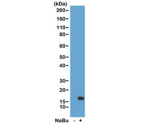 H3K36ac Antibody / Acetyl Histone H3 Lysine 36