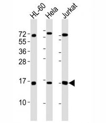 SUMO1 Antibody