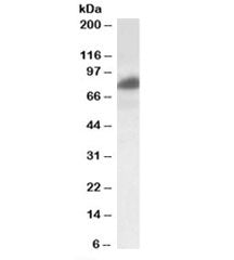 RAB11FIP1 Antibody