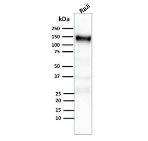 CD21 Antibody