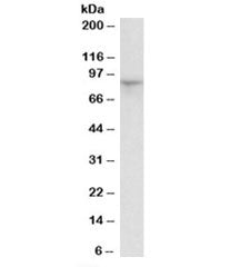HCN3 Antibody