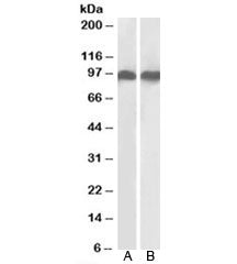 LFA-1 Antibody