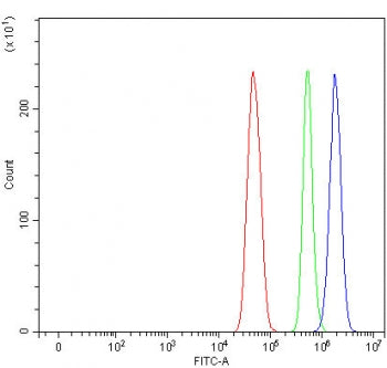 MAEA Antibody / EMP / Erythroblast macrophage protein