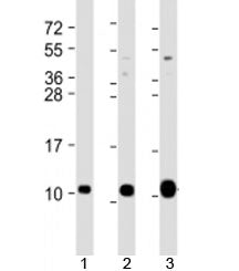 GNG12 Antibody / G gamma12