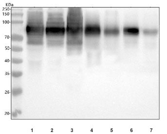 Western blot testing of 1) human U-87 MG, 2) human HeLa, 3) human PANC-1, 4) rat spleen, 5) rat thym
