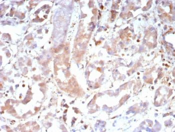 Caspase-7 Antibody