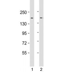 LAP2 Antibody / Thymopoietin