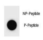 Dot blot analysis of phospho-p21 antibody. 50ng of phos-peptide or nonphos-peptide per dot were spot