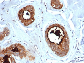 Mammaglobin A Antibody / SCGB2A2
